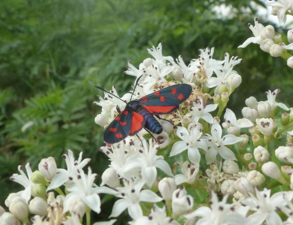 Zygaena transalpina?  S !